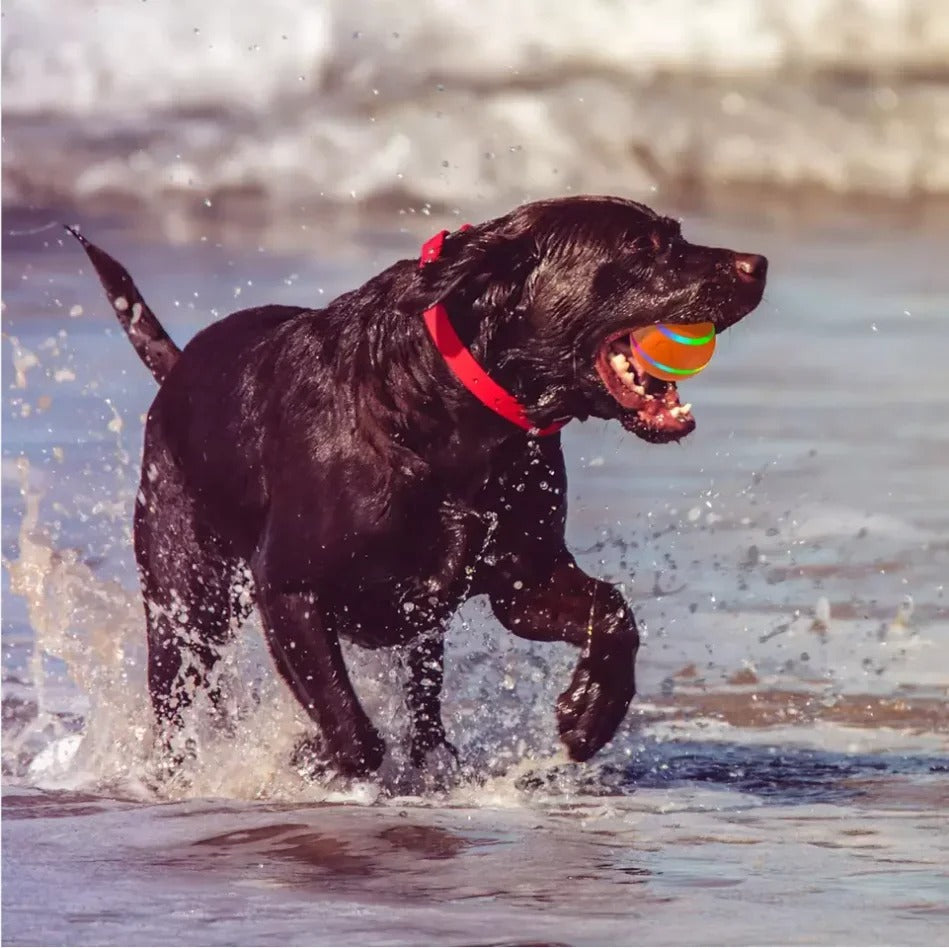 Balle Intelligente Interactive pour Chiens & Chats